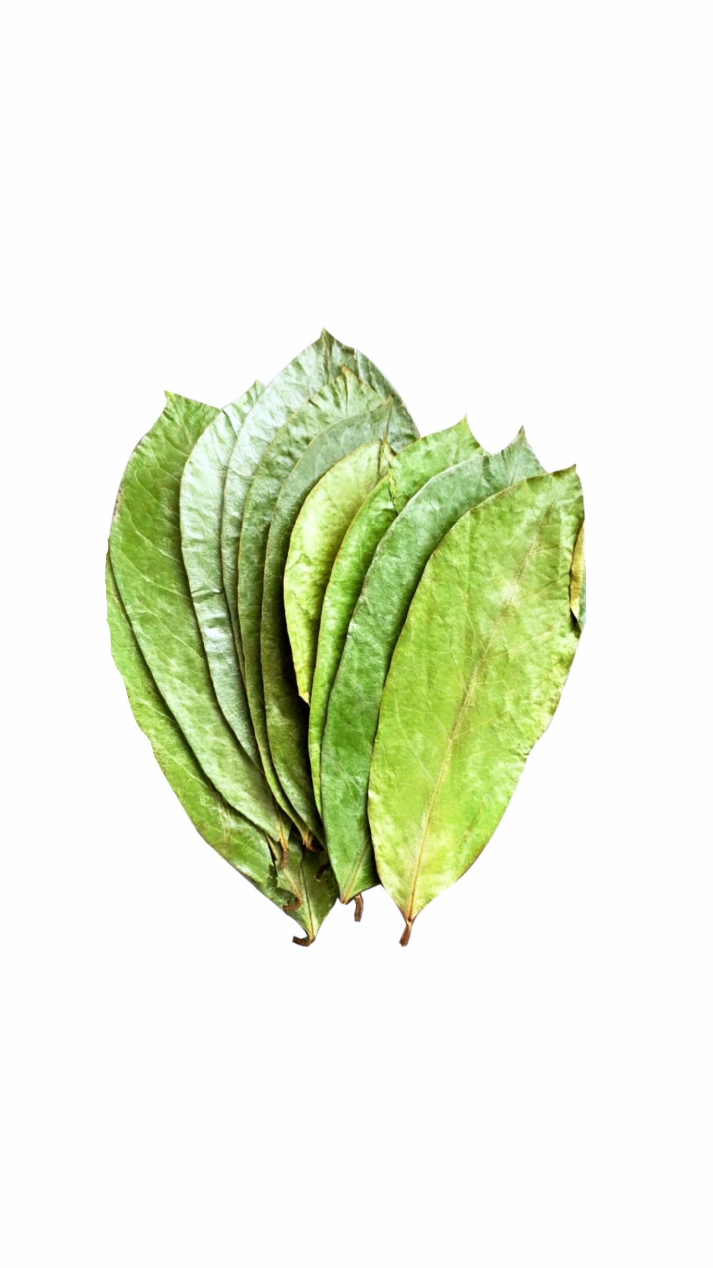 Organic Soursop Leaves